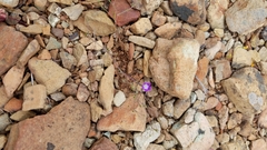 Githopsis pulchella pulchella