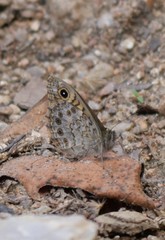 Lasiommata
