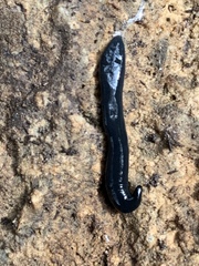 Haemopidae