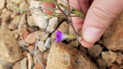 Githopsis pulchella pulchella