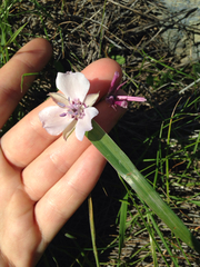 Calochortus umbellatus