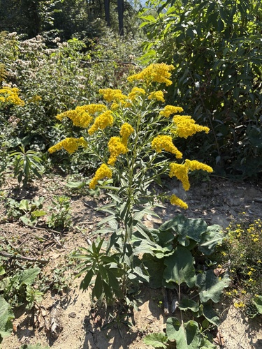 giant goldenrod