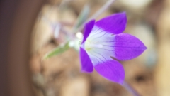 Githopsis pulchella pulchella