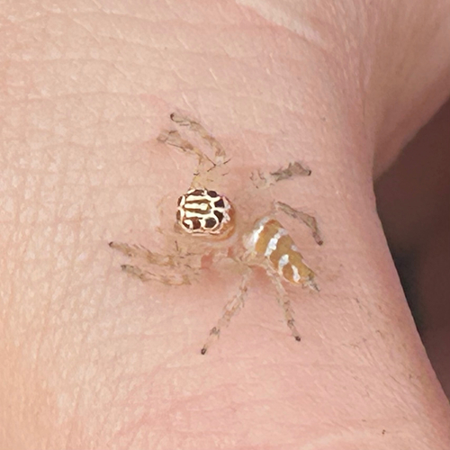 Vicirionessa mustela
