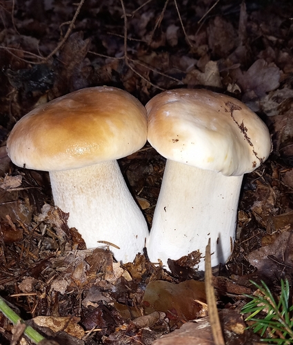 King Bolete
