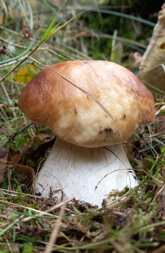 King Bolete