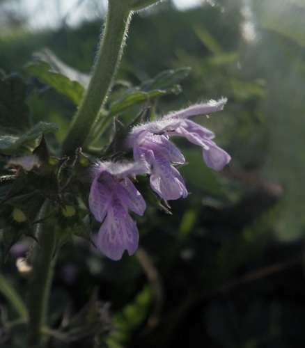 Black horehound