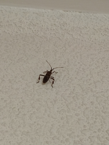 Western Conifer Seed Bug