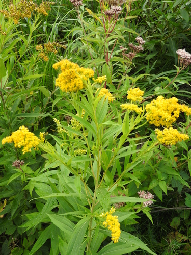 giant goldenrod