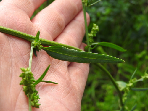 Common Orache