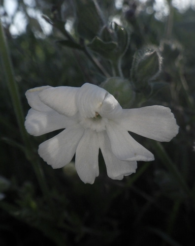 white campion
