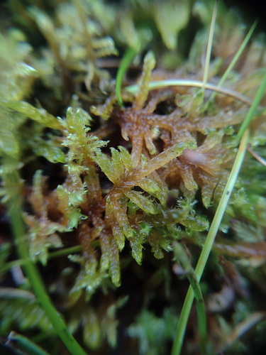 Palustriella decipiens, 2026-09-12
