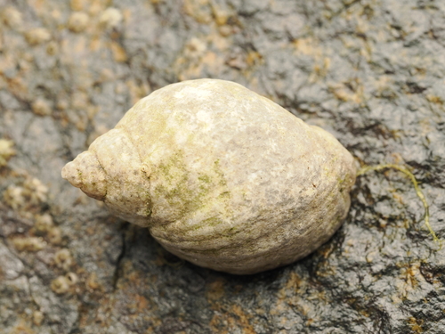 Atlantic Dogwhelk