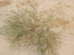 Heliotropium bacciferum