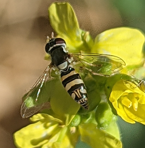 Exotic Streaktail