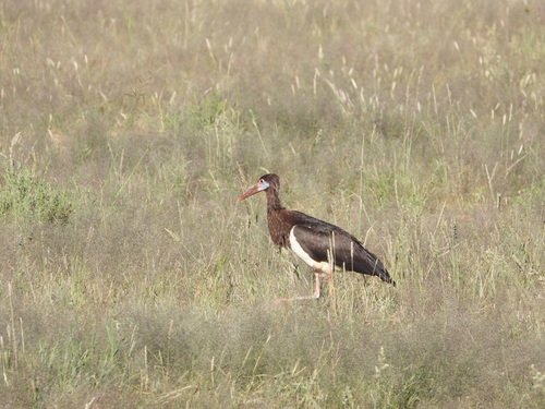 iNaturalist image