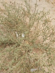 Heliotropium bacciferum