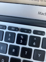 Placopterus thoracicus