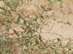 Heliotropium bacciferum