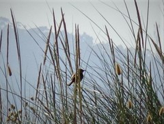 Acrocephalus scirpaceus