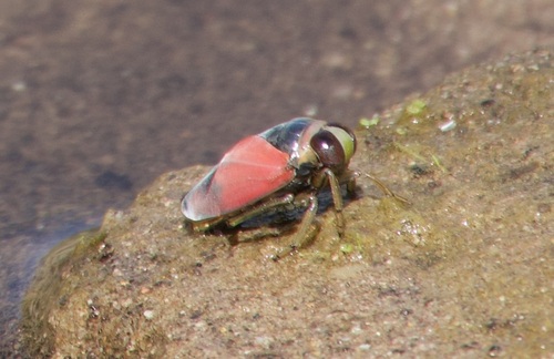 Notonecta lobata
