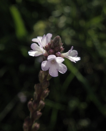 Common vervain