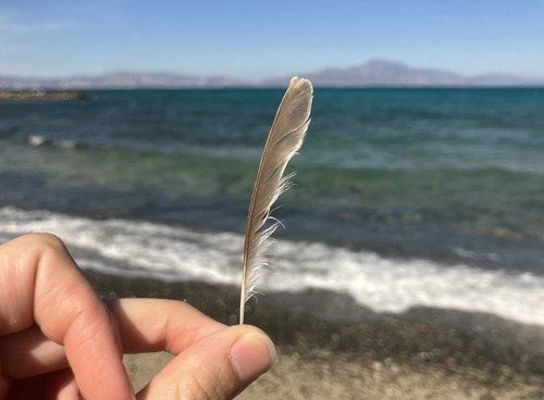 Plume de Rousserolle turdoïde
