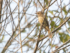 Nesotriccus incomtus