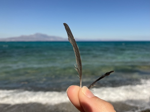 Plume de Fauvette grisette