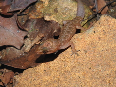 Cyrtodactylus semiadii