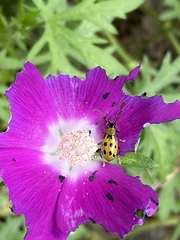 Diabrotica undecimpunctata