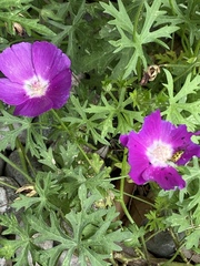 Diabrotica undecimpunctata