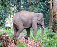 Elephas maximus indicus