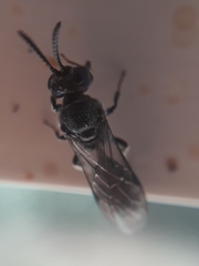Apoidea