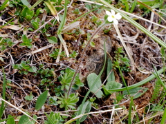 Androsace chamaejasme