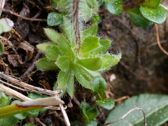 Androsace chamaejasme