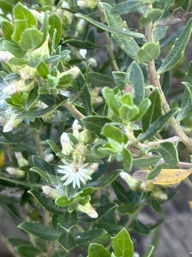 Baccharis dracunculifolia