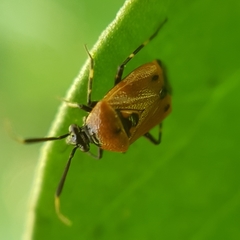 Deraeocoris punctum