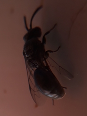 Apoidea