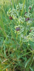 Graphosoma italicum italicum