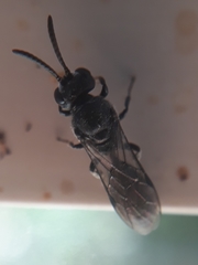 Apoidea