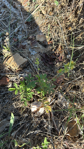common agrimony