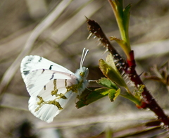 Euchloe olympia