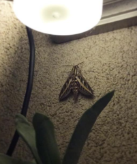 Hyles lineata