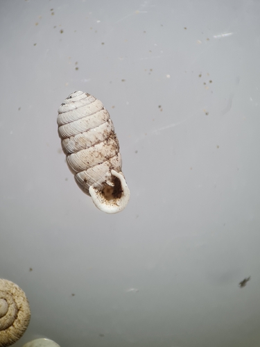 Doliolum observed 2026-09-27