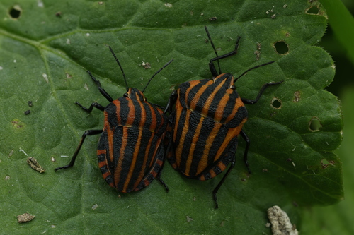 European Striped Shield Bug