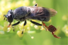 Myolepta aurinota