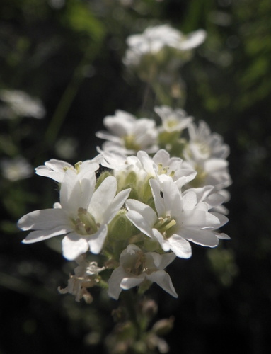 hoary alyssum