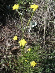 Harbouria trachypleura