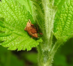 Curculio venosus
